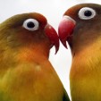 For lovebirds everywhere