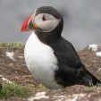 Puffins Ahoy